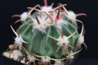 Echinocactus texensis SB 980